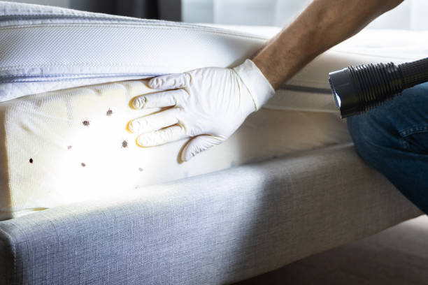 Best Flea Control Services  in Ofallon, IL