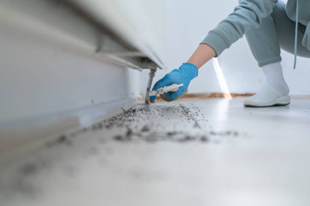 Best Local Pest Control Services  in Ofallon, IL